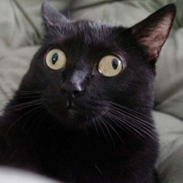 Кот с гламаи в разные стороны