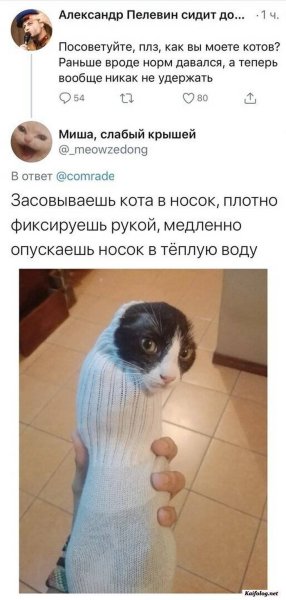 Кот в носке Мем