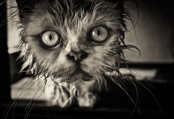 Взъерошенная кошка