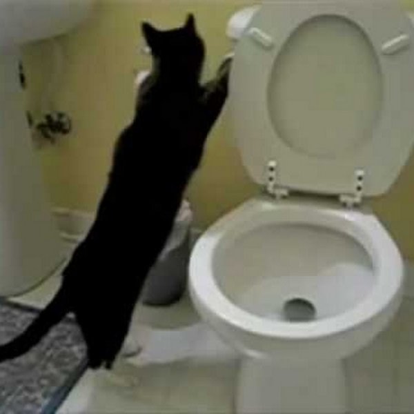 Кот в туалете