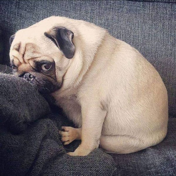 Мопс короткошерстный