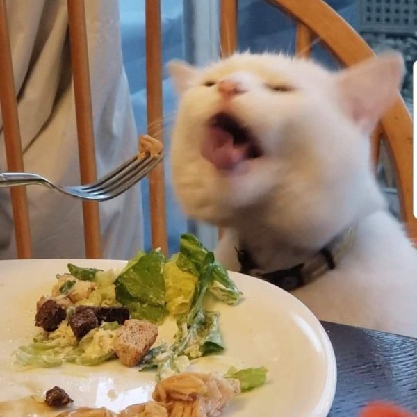 Кот с едой