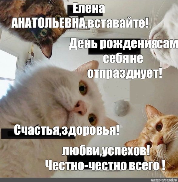 Наташа с днем рождения Мем с котами