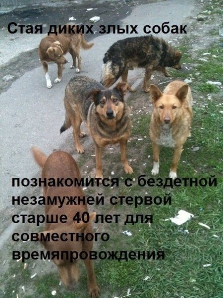 Стая собак прикол