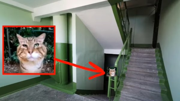 Кот носок из тик тока