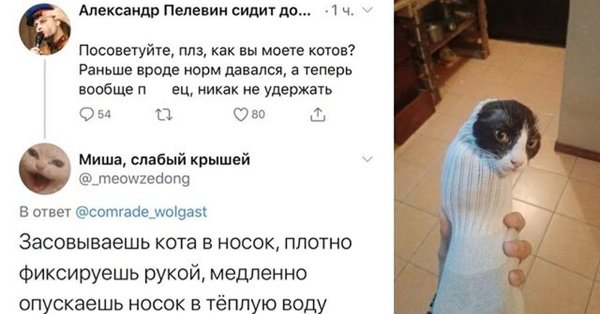 Носок кот Мем 2022