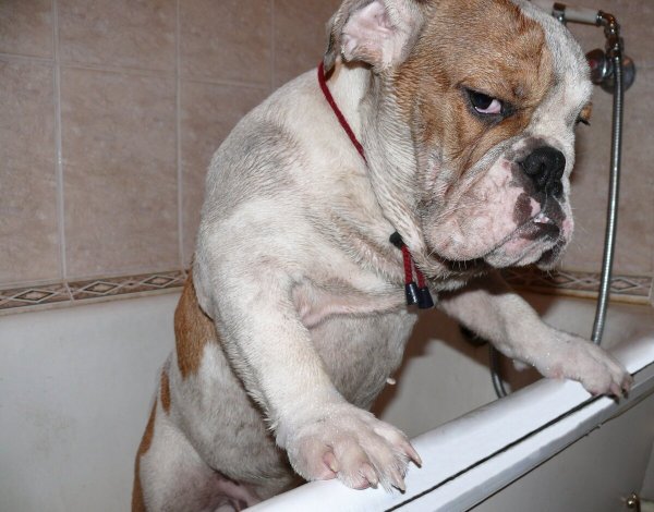 Обиженные собаки