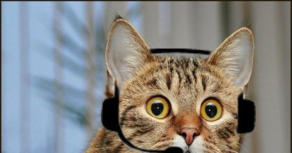 Котик диспетчер