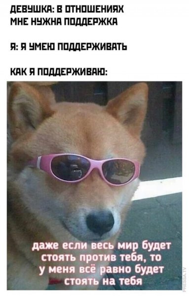 Собака в розовых очках