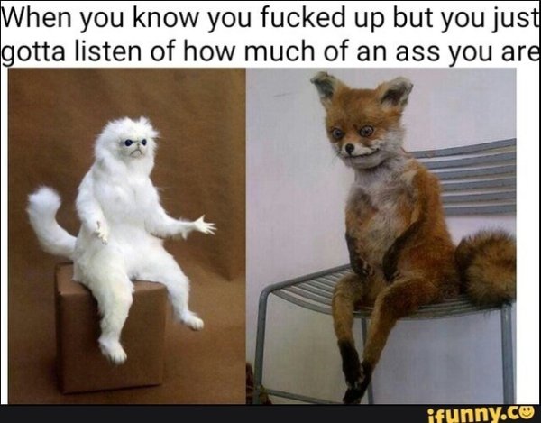 Чучело кота