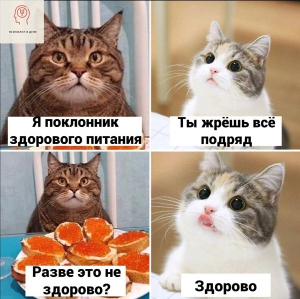 Здоровый кот