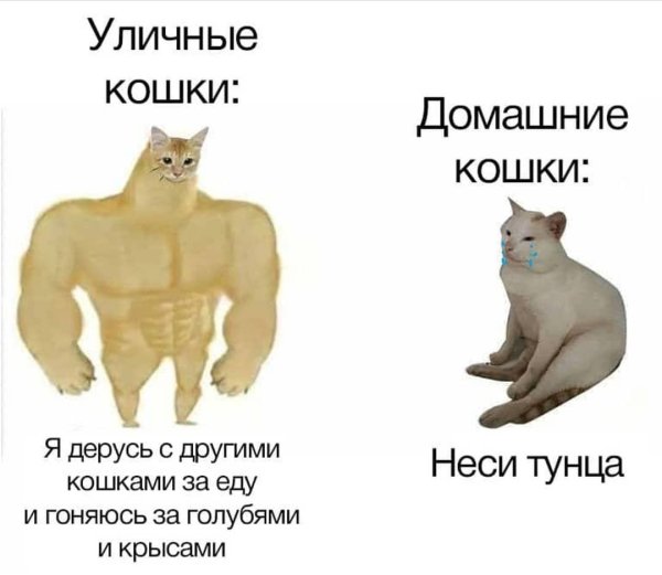 Кот качок Мем