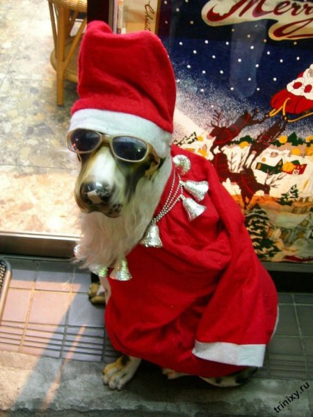 Собака в шапке Санты