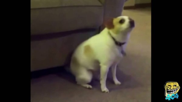 Пес танцует