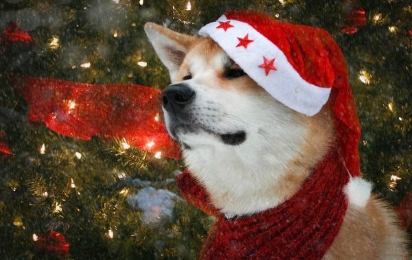 Собака в новогодней шапке