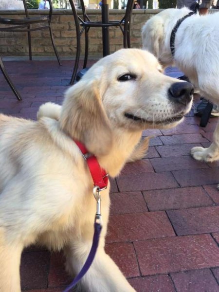 Хороший мальчик собака Мем