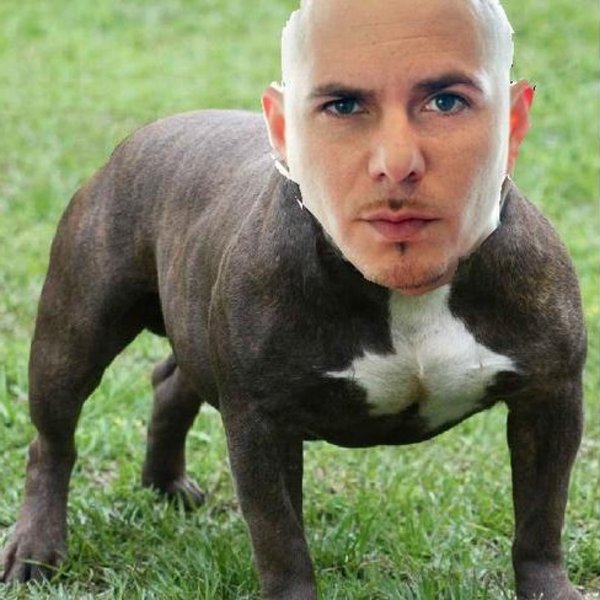Pitbull певец