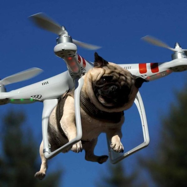 Мопс на квадрокоптере