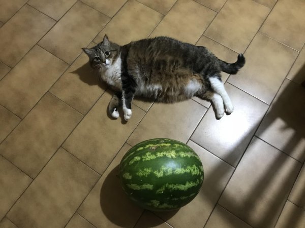 Котик с арбузом