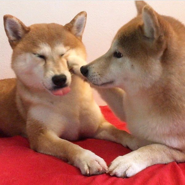 2 Сиба ину