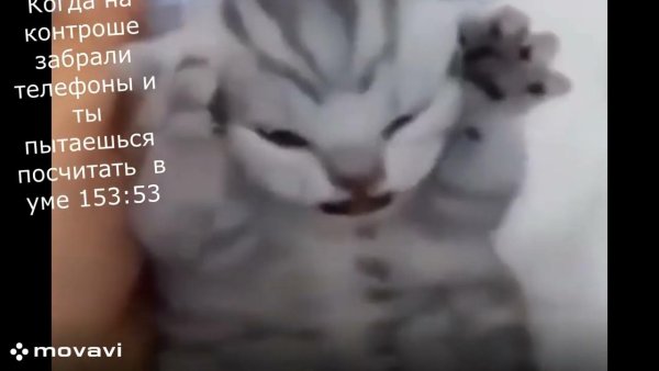 Котенок держится за голову и орет