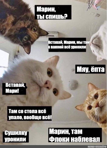 Коты Марина вставай
