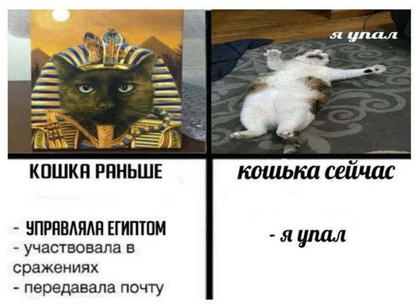 Коты мемы