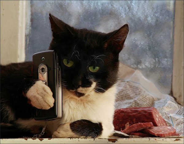 Кошечка с телефоном