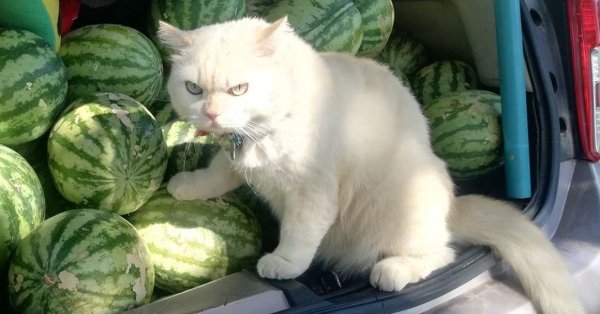 Котенок и Арбуз