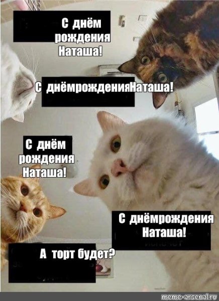 Мемы с котиками с днем рождения