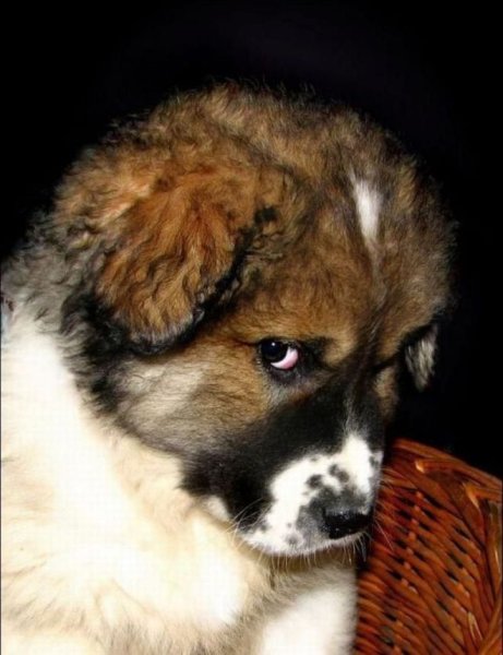 Обиженные собаки