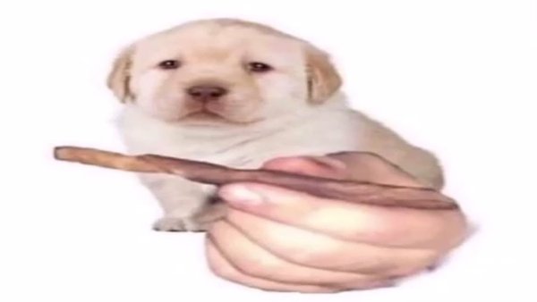 Мемы с собаками