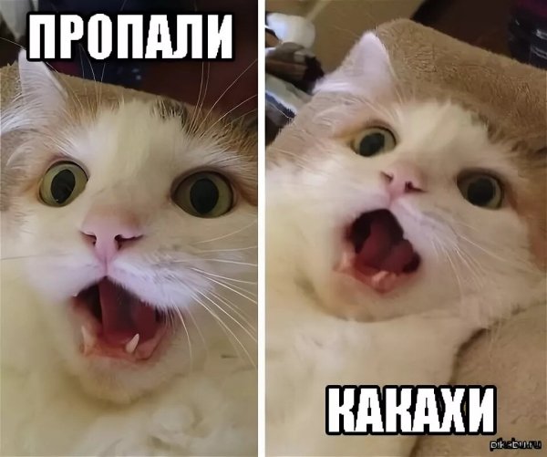 Удивленный кот Мем