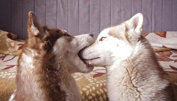 Собачий поцелуй