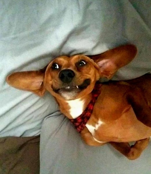 Смешные собаки