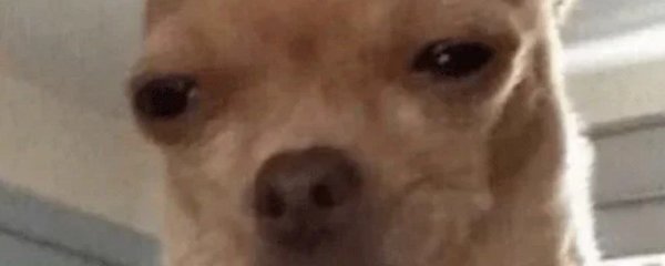 Чихуахуа с пузырьком в носу