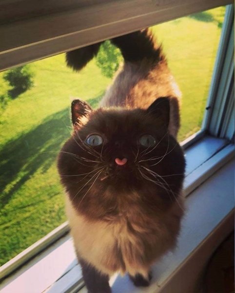 Смешной кот с высунутым языком