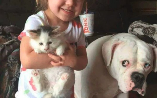 Собака обижена прикол