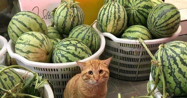 Арбузы с котами