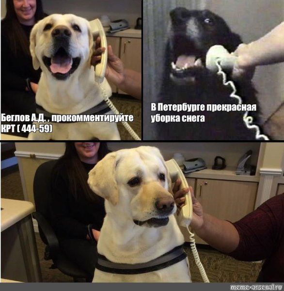 Лабрадор Мем