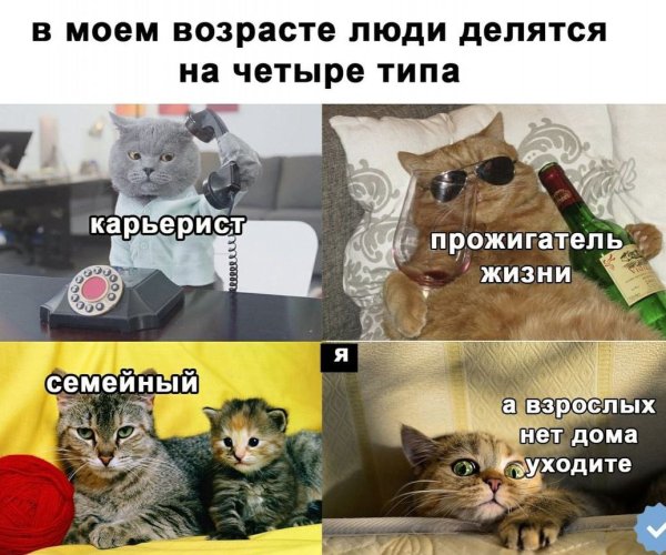 Смешные мемы с котами и надписями