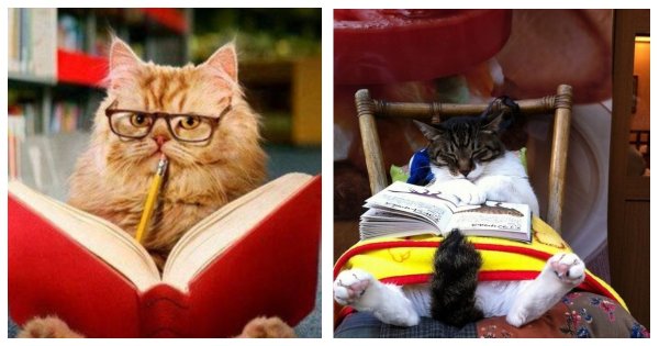 Котик с книжкой