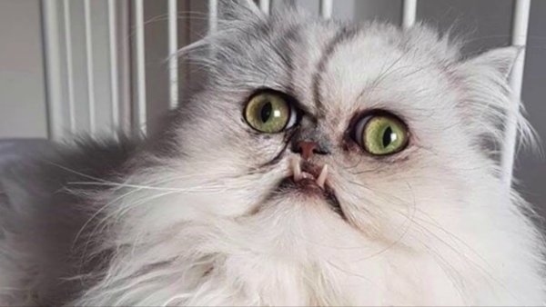 Кот Персидская шиншилла Вилфред