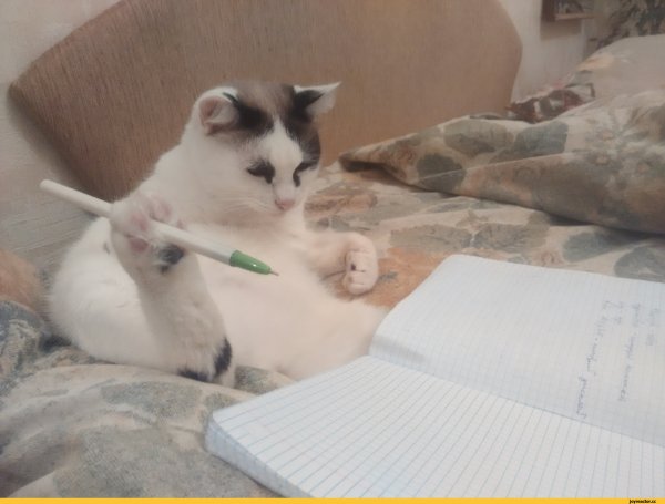 Ручка с котом