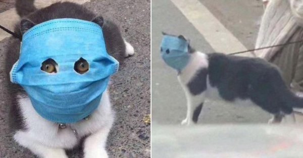 Маски. Котик