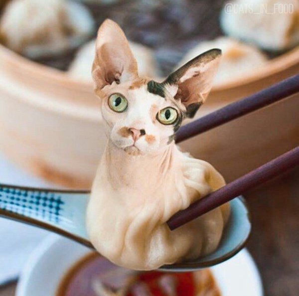 Красивая Кошачья еда