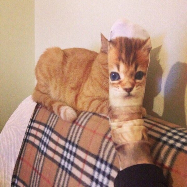 Котенок в носке