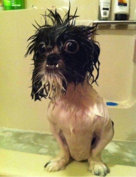 Прикольные животные в душе