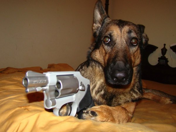 Собака с ружьем