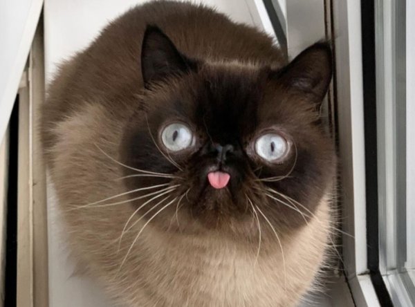 Кот с высунутым языком Мем